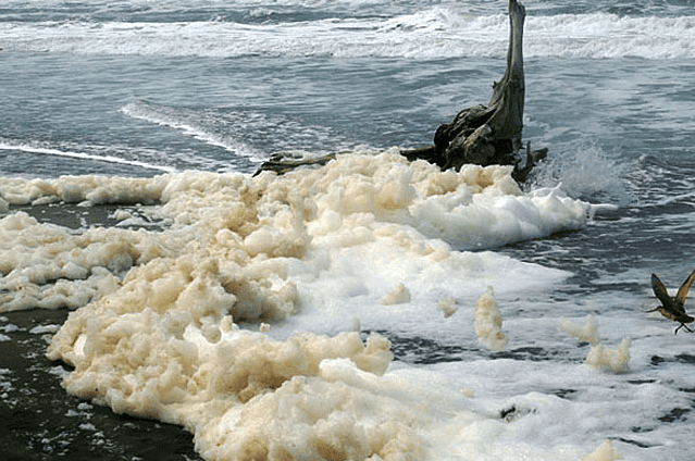 海面上漂浮的泡沫